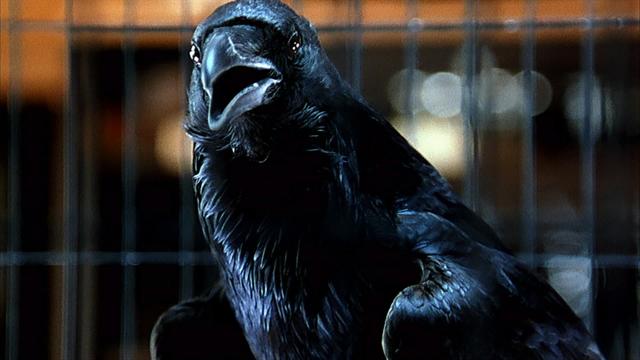 The Human Stain - The Crow